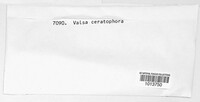 Valsa ceratophora image